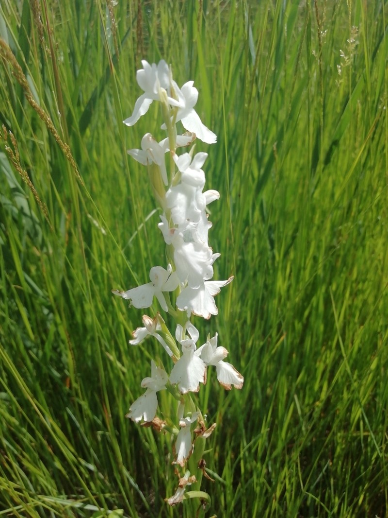 Anacamptis palustris