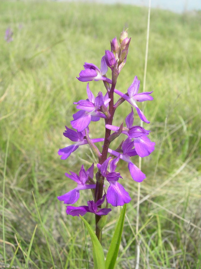 Anacamptis palustris photo 2