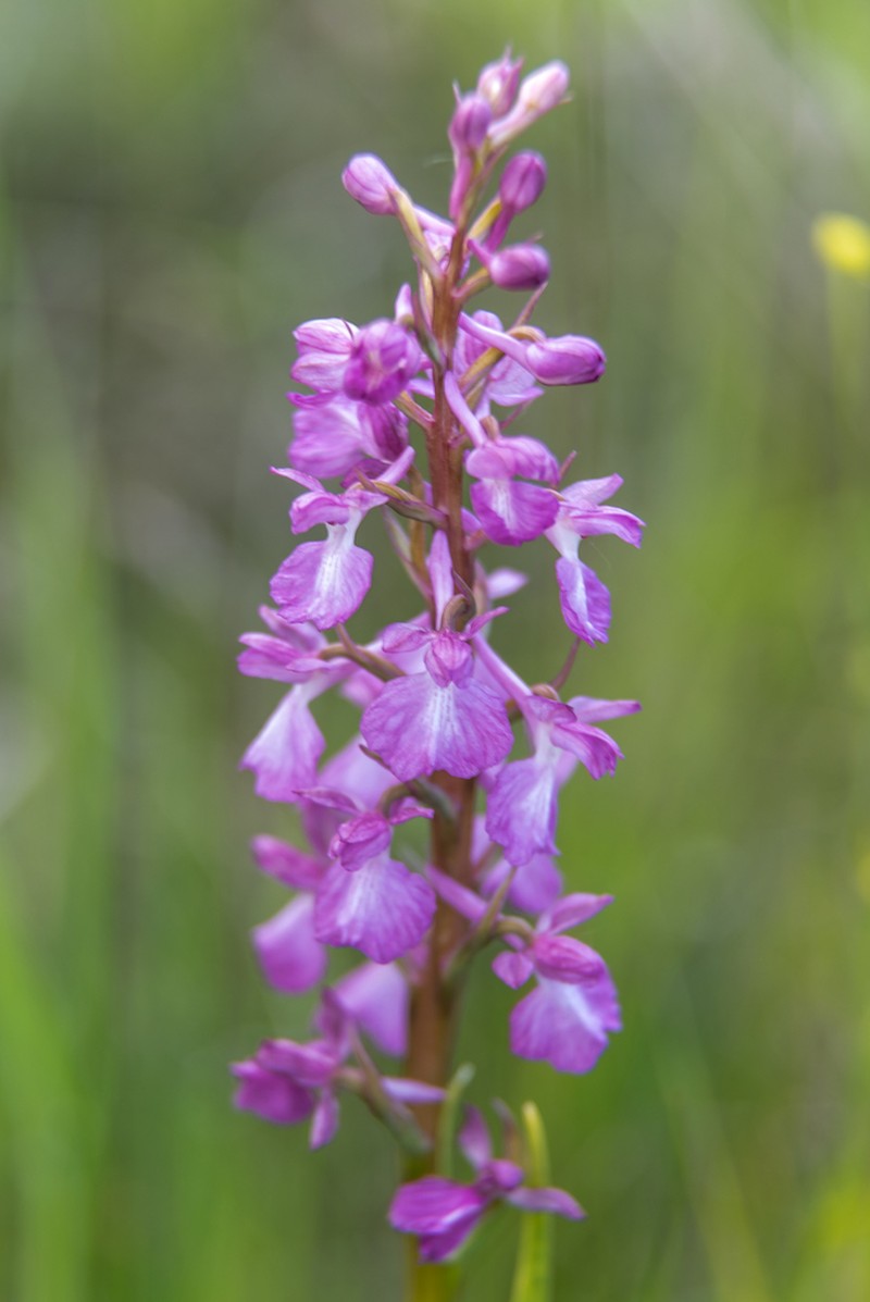 Anacamptis palustris photo 3