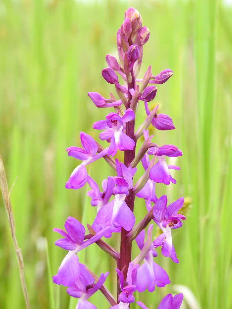 Anacamptis palustris photo 4