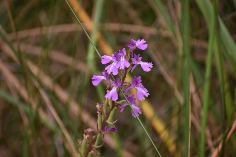 Anacamptis palustris photo 5