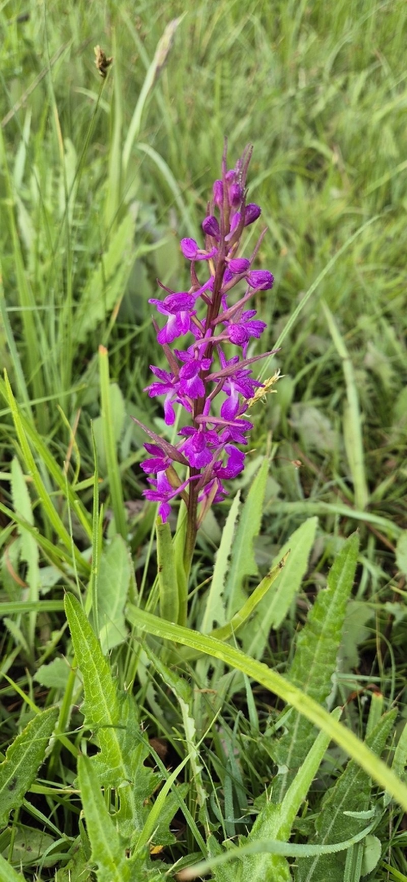 Anacamptis palustris photo 6