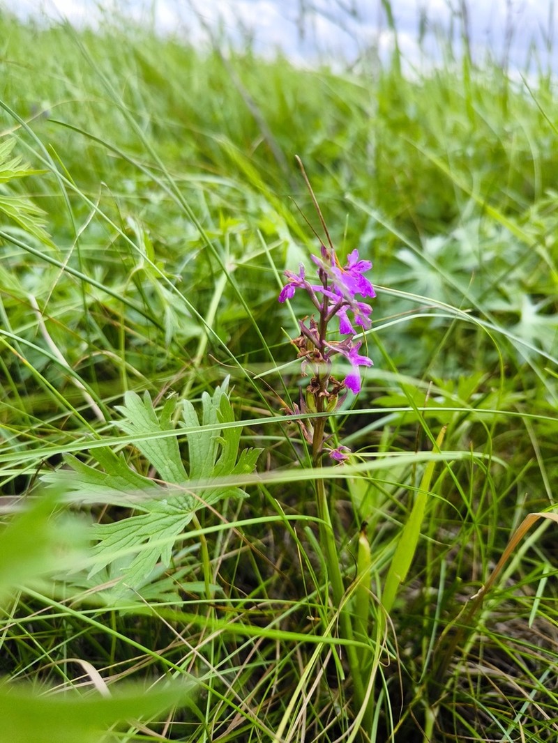 Anacamptis palustris photo 7