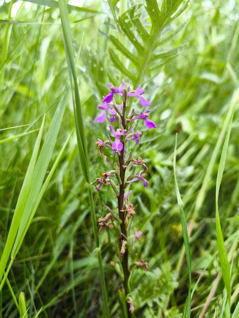 Anacamptis palustris photo 8