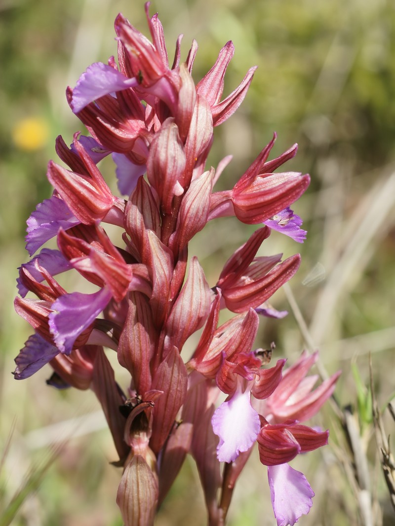 Anacamptis papilionacea