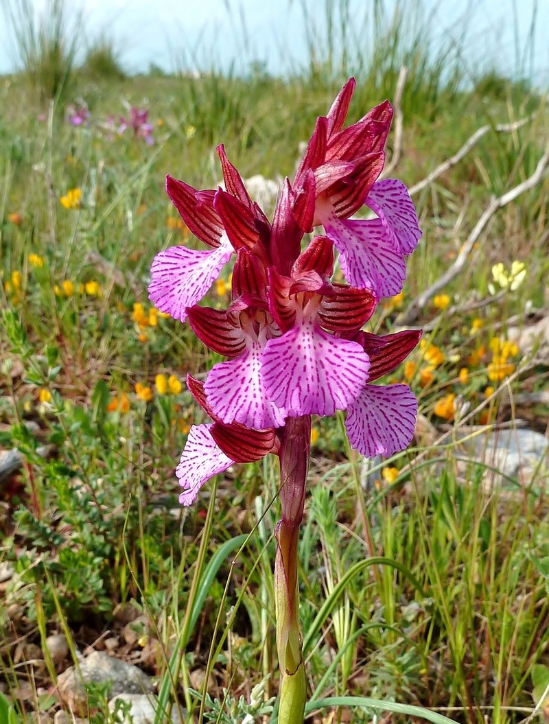 Anacamptis papilionacea photo 2