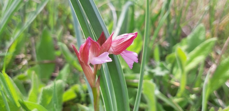 Anacamptis papilionacea photo 3