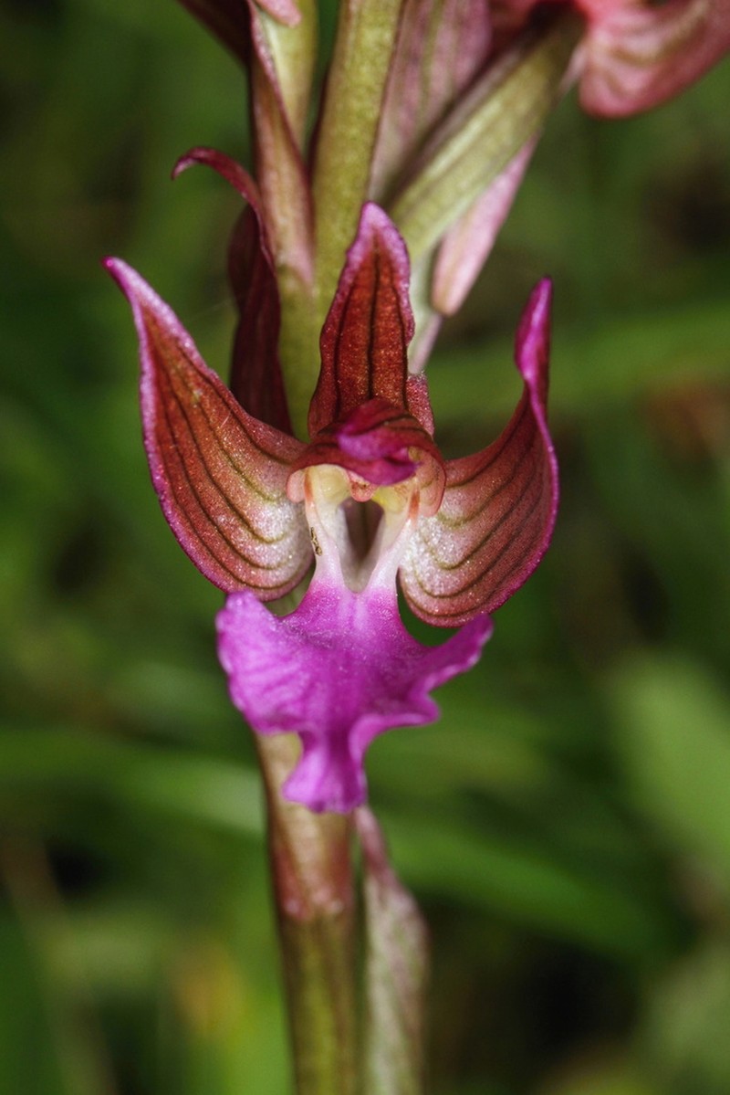 Anacamptis papilionacea photo 4