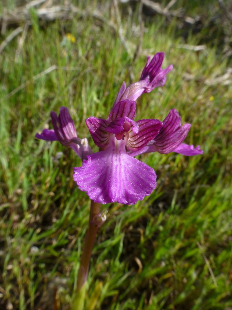 Anacamptis papilionacea photo 5