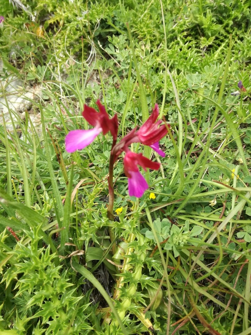 Anacamptis papilionacea photo 6