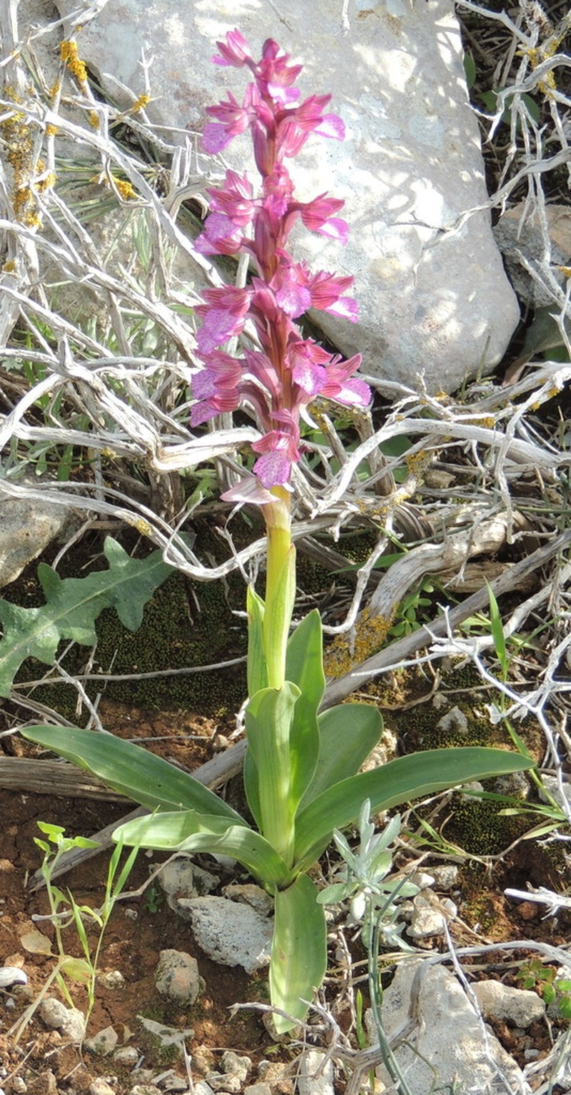 Anacamptis papilionacea photo 7
