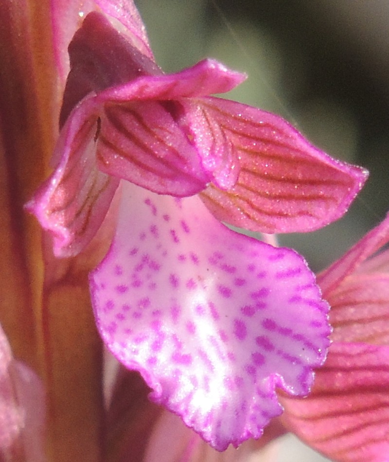 Anacamptis papilionacea photo 8