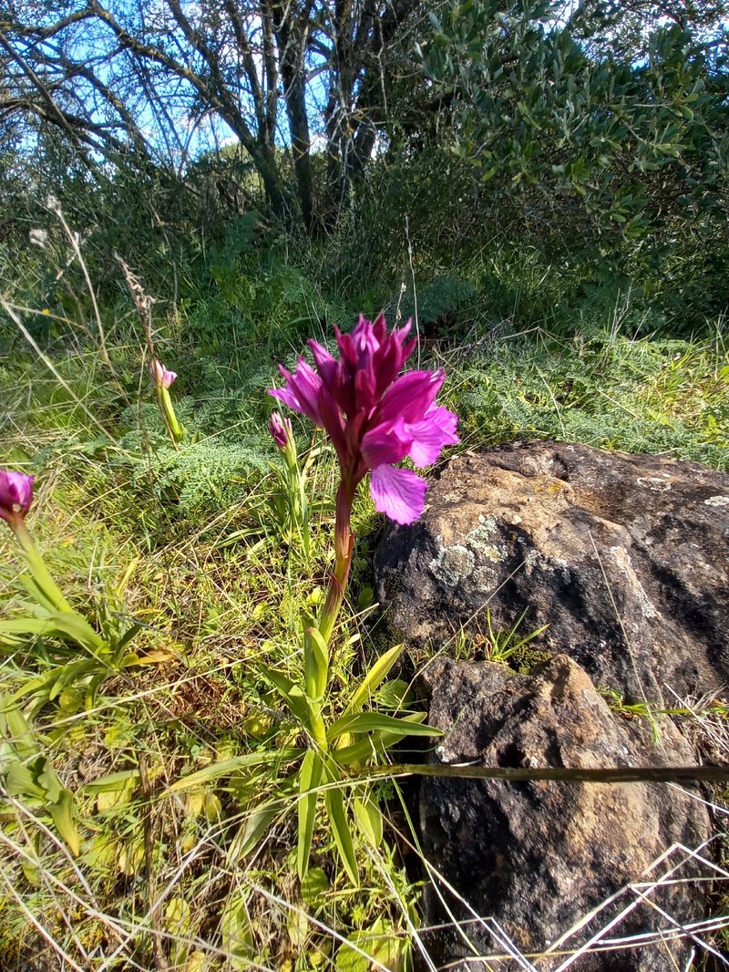Anacamptis papilionacea subsp. papilionacea