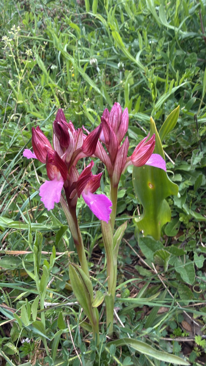 Anacamptis papilionacea subsp. papilionacea photo 2