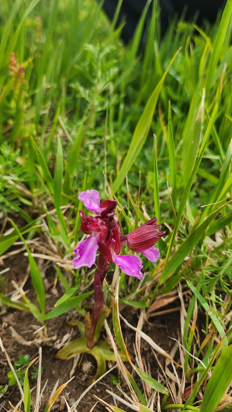 Anacamptis papilionacea subsp. papilionacea photo 3