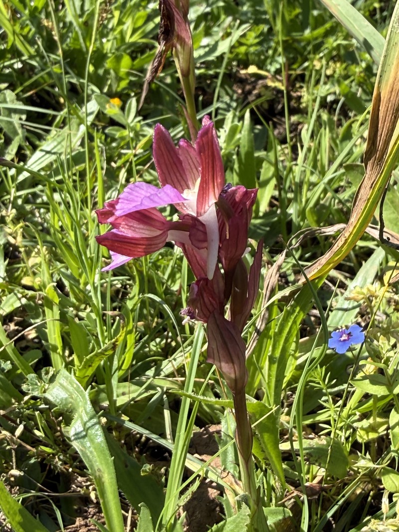Anacamptis papilionacea subsp. papilionacea photo 4