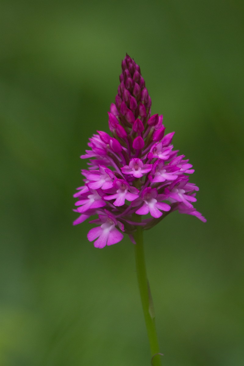Anacamptis pyramidalis photo 2