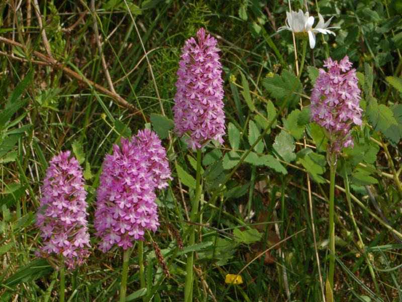Anacamptis pyramidalis photo 3