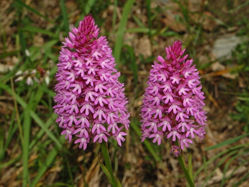 Anacamptis pyramidalis photo 4