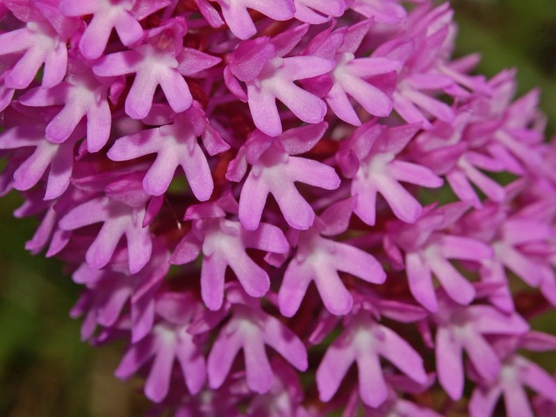 Anacamptis pyramidalis photo 5