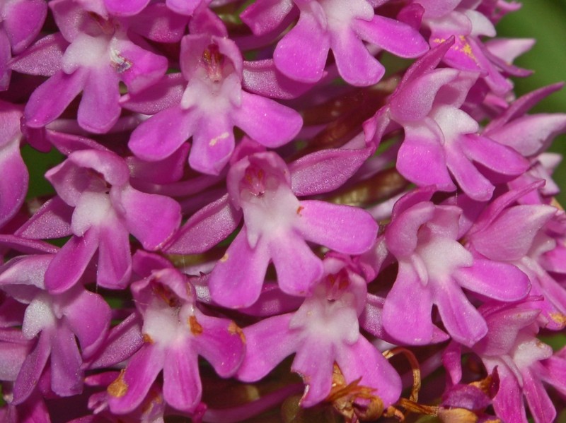 Anacamptis pyramidalis photo 6