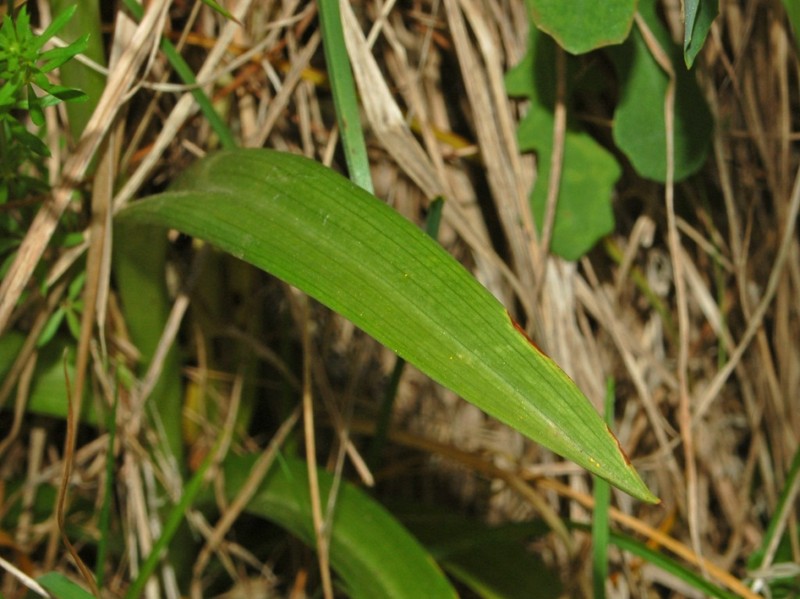 Anacamptis pyramidalis photo 7