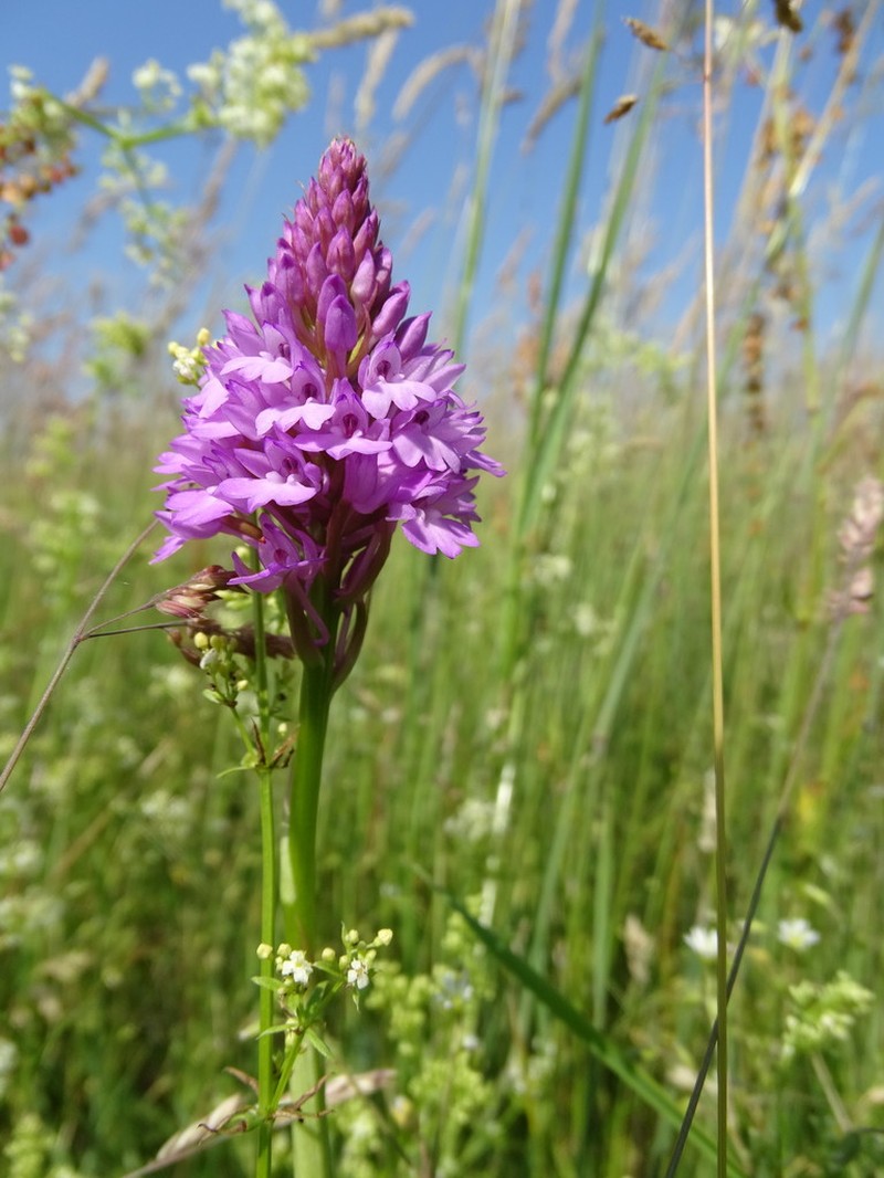 Anacamptis pyramidalis photo 8