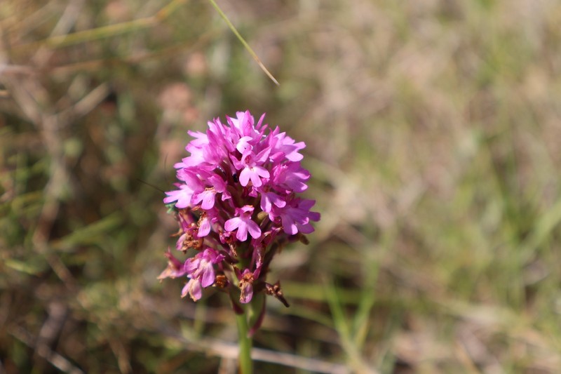 Anacamptis pyramidalis var. dunensis