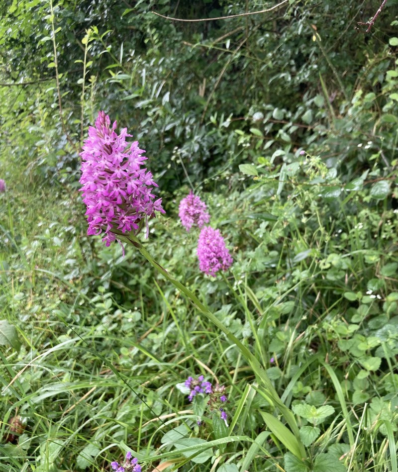Anacamptis pyramidalis var. dunensis photo 2