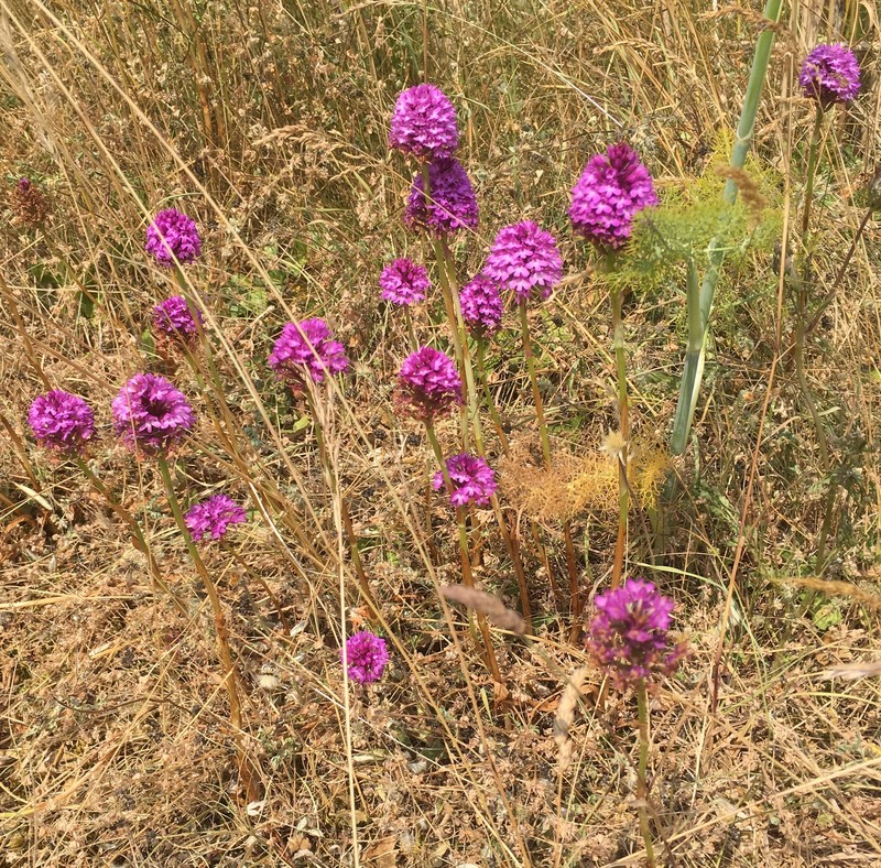 Anacamptis pyramidalis var. dunensis photo 3