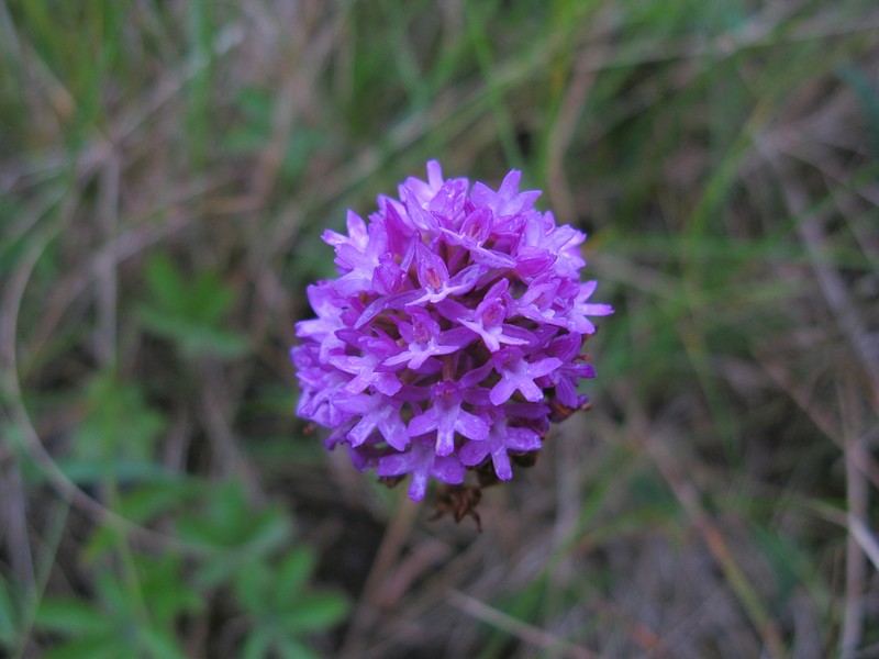 Anacamptis pyramidalis var. dunensis photo 4