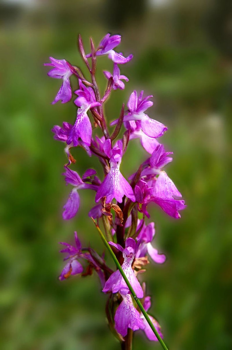 Anacamptis robusta