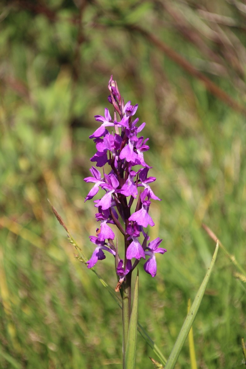 Anacamptis robusta photo 2