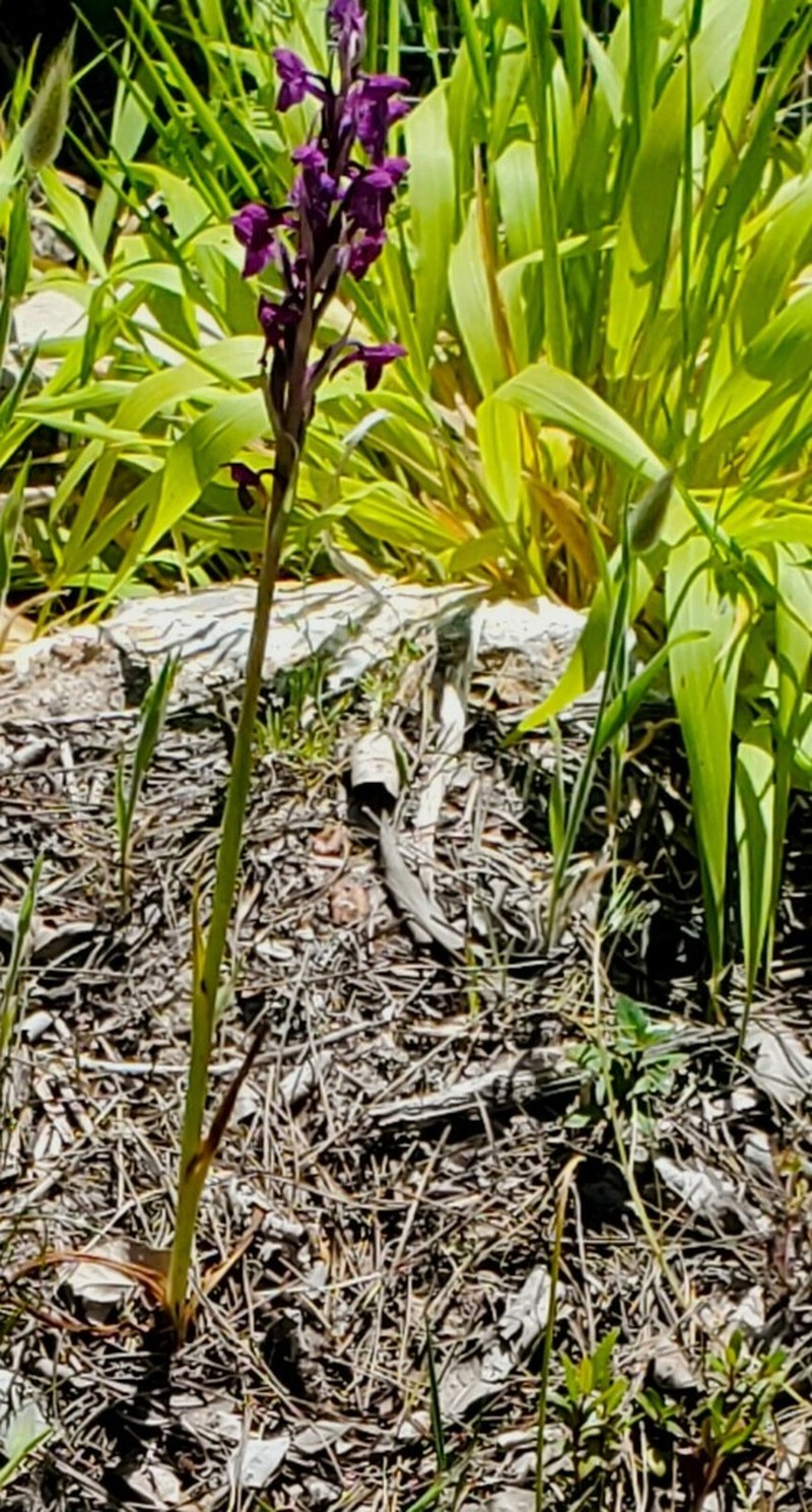 Anacamptis robusta photo 3