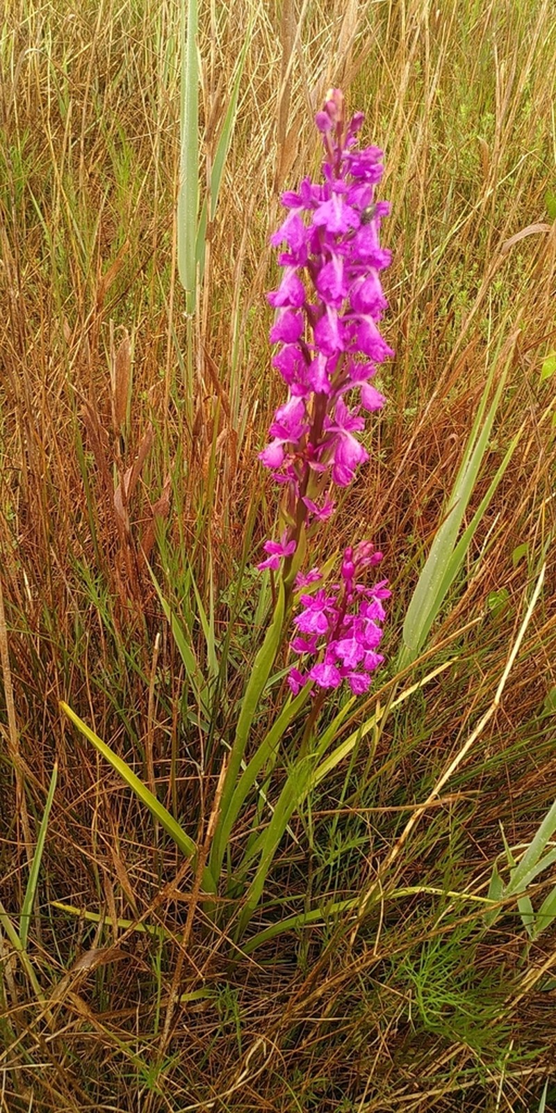 Anacamptis robusta photo 4