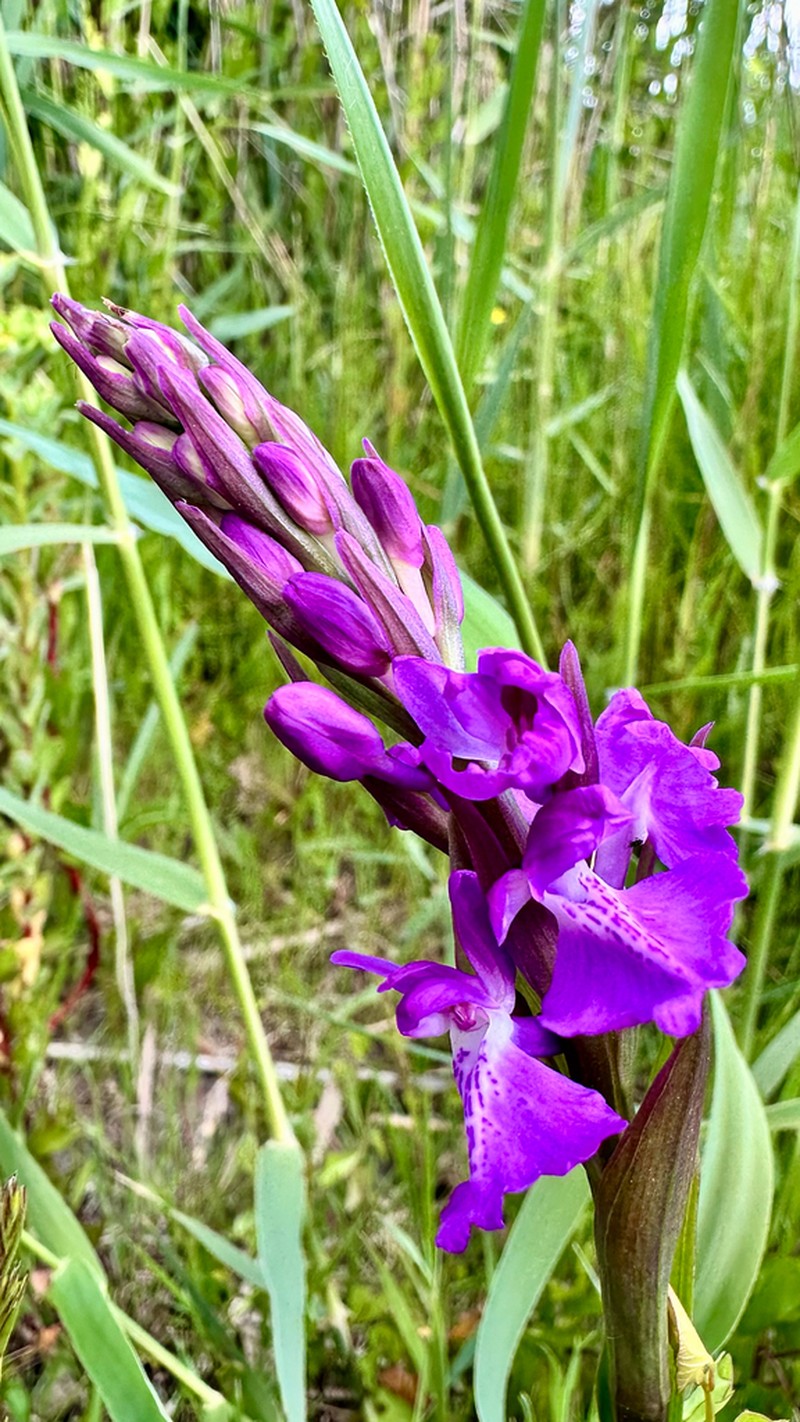 Anacamptis robusta photo 5