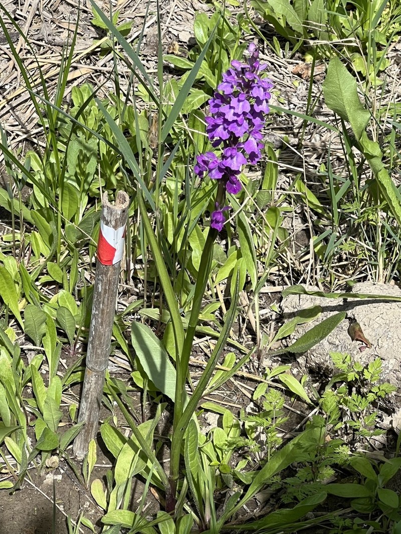 Anacamptis robusta photo 6