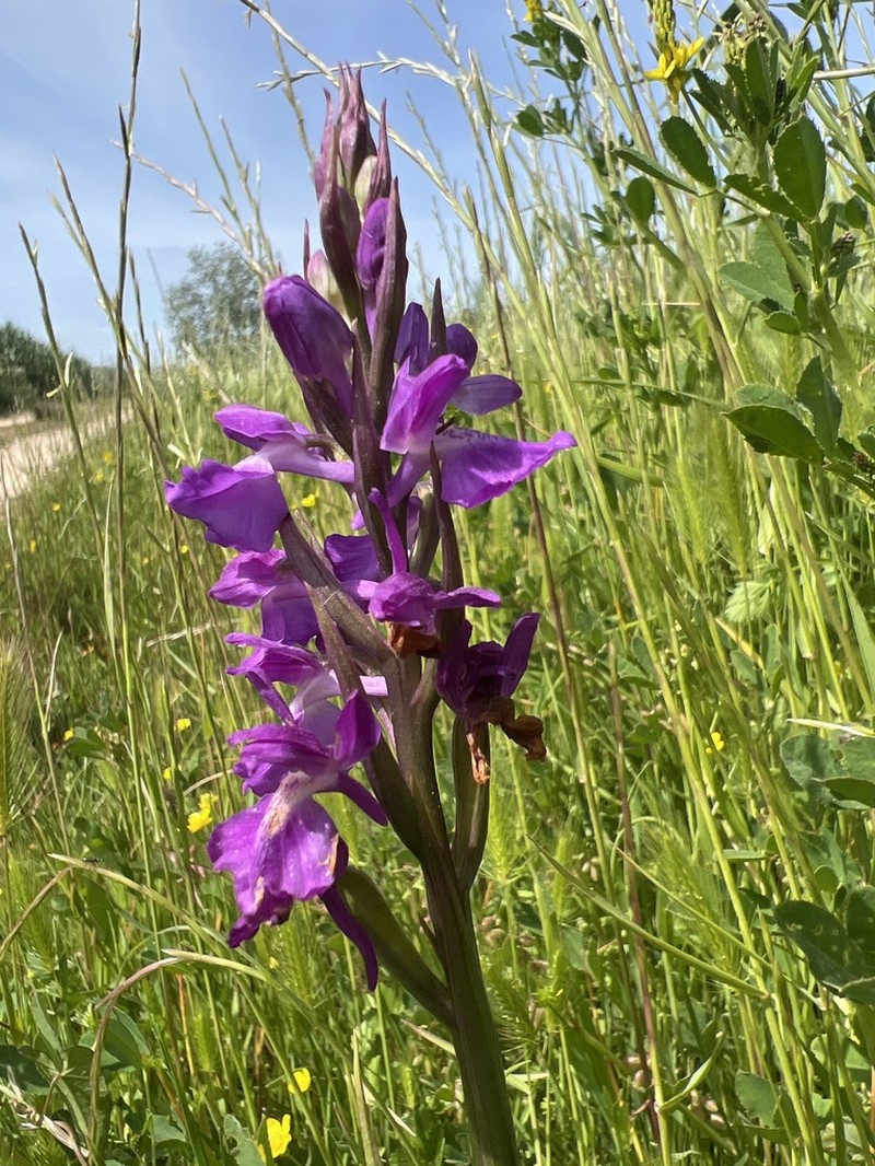 Anacamptis robusta photo 7