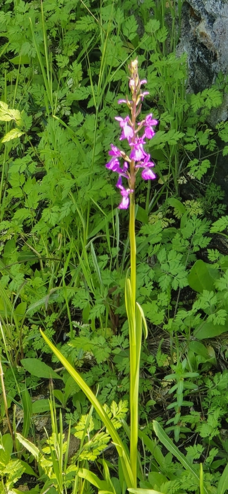 Anacamptis robusta photo 8