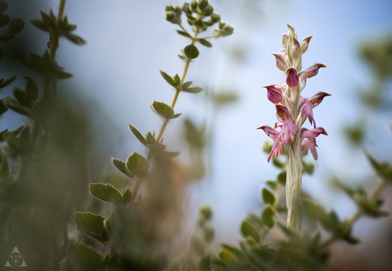 Anacamptis sancta photo 2