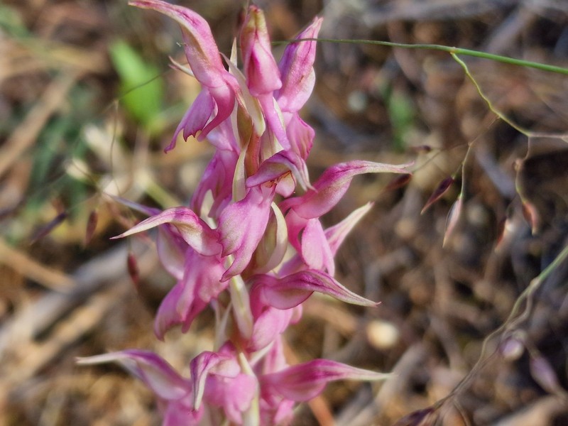 Anacamptis sancta photo 3