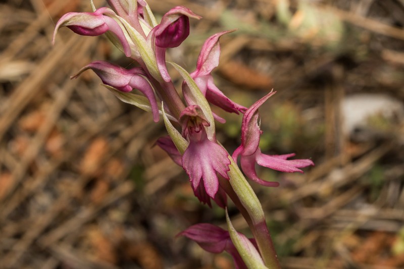 Anacamptis sancta photo 4