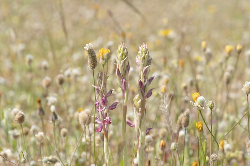 Anacamptis sancta photo 5