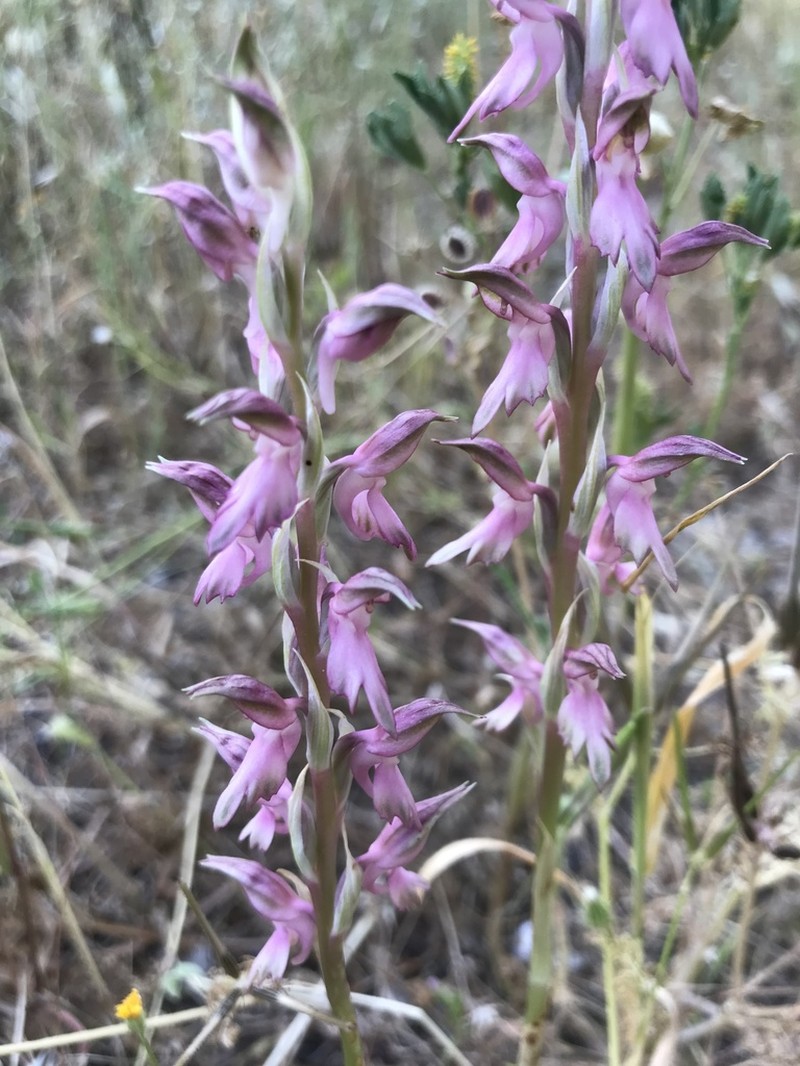 Anacamptis sancta photo 6