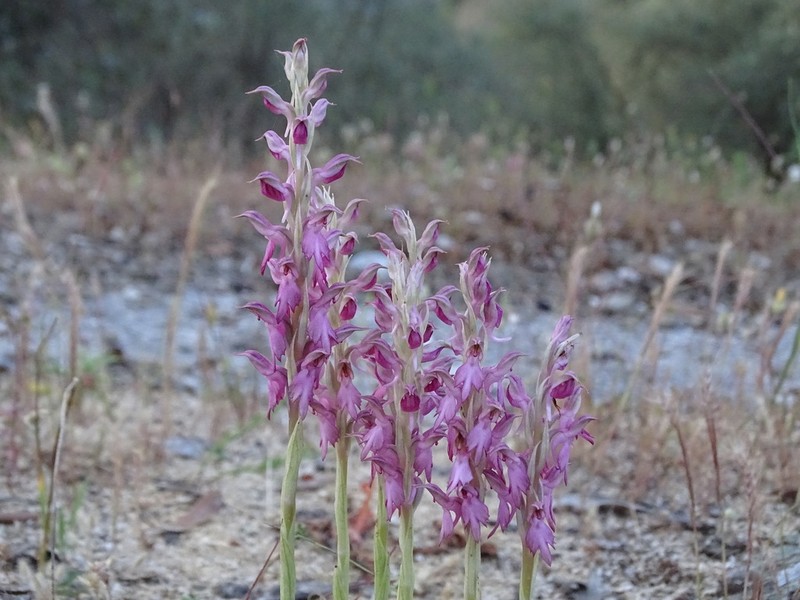 Anacamptis sancta photo 7