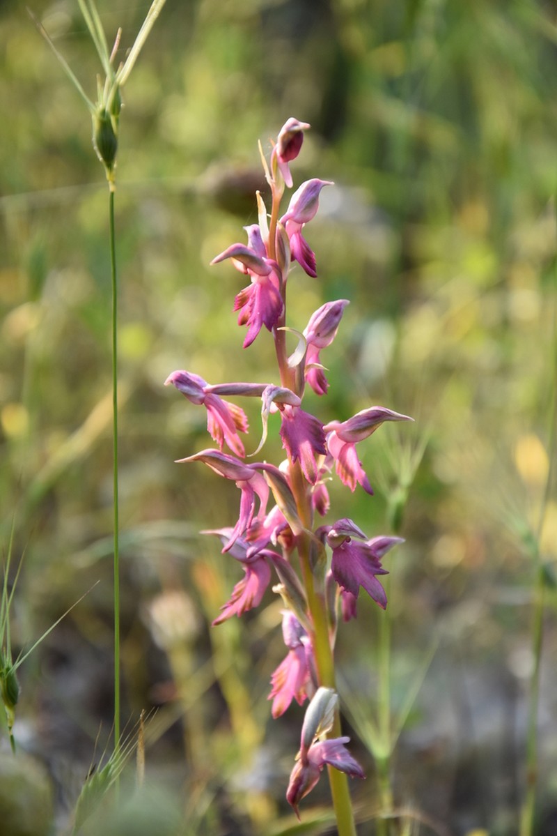 Anacamptis sancta photo 8