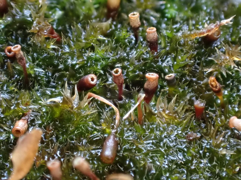 Anacamptodon Moss