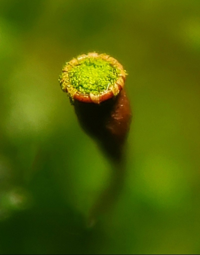 Anacamptodon Moss photo 2