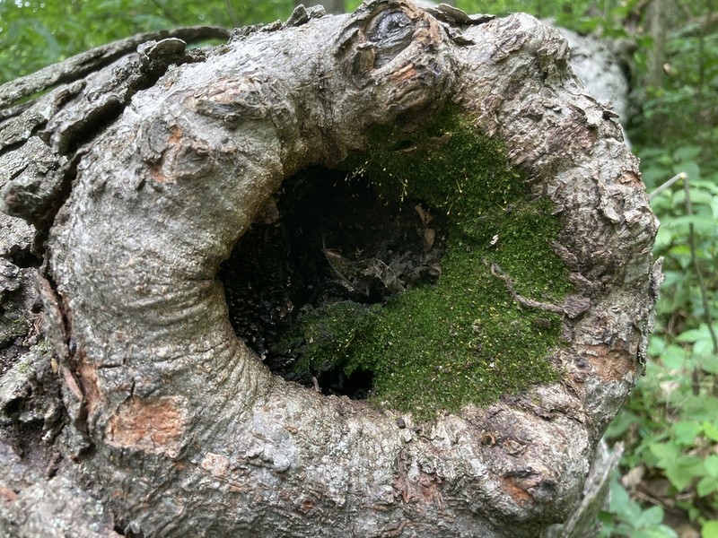 Anacamptodon Moss photo 3