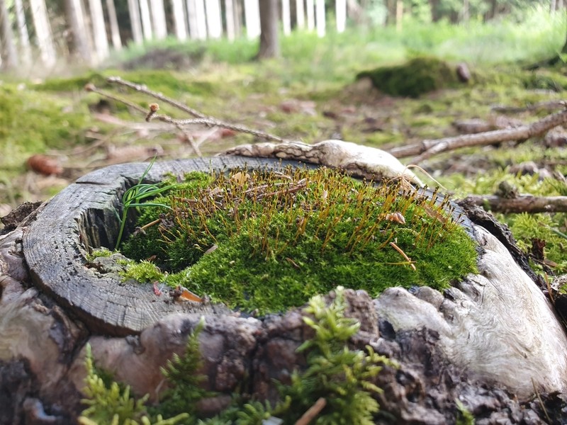 Anacamptodon Moss photo 4